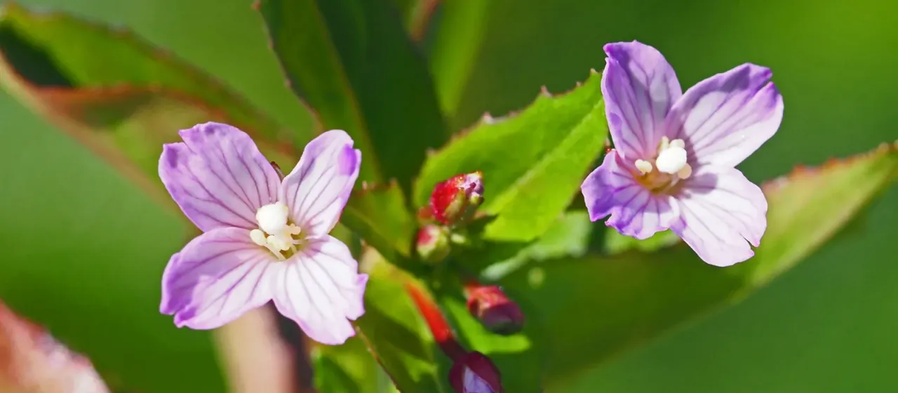 Chickweed willowherb