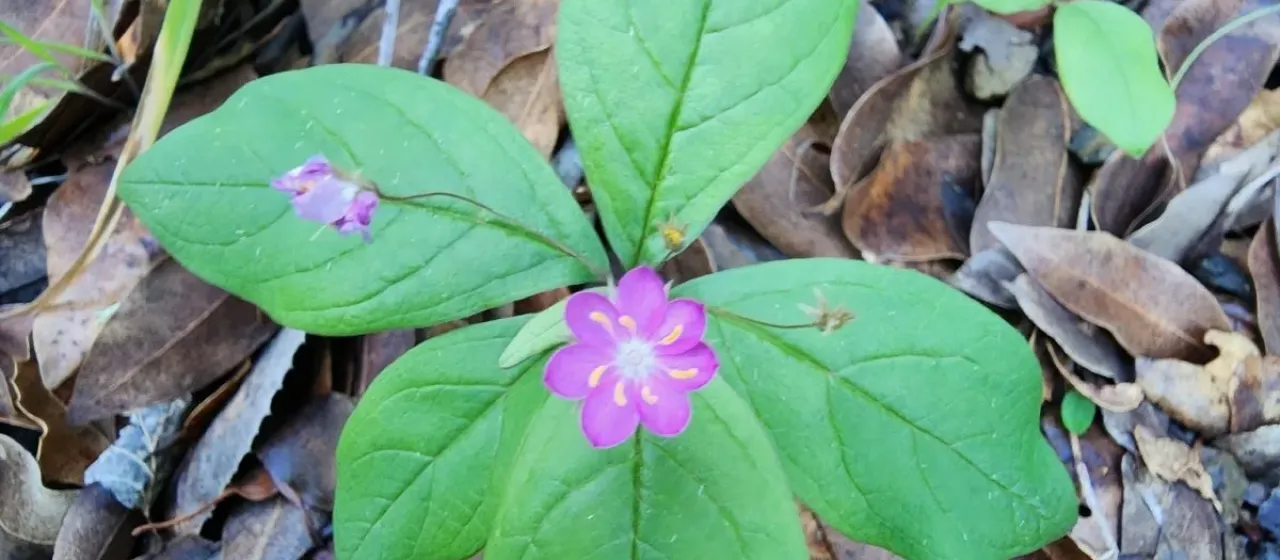 Pacific starflower