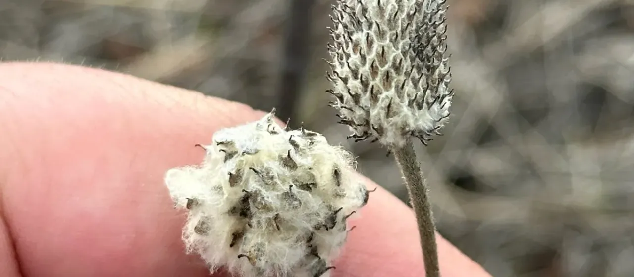 Thimbleweed