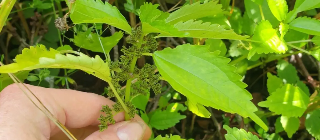 Lesser clearweed