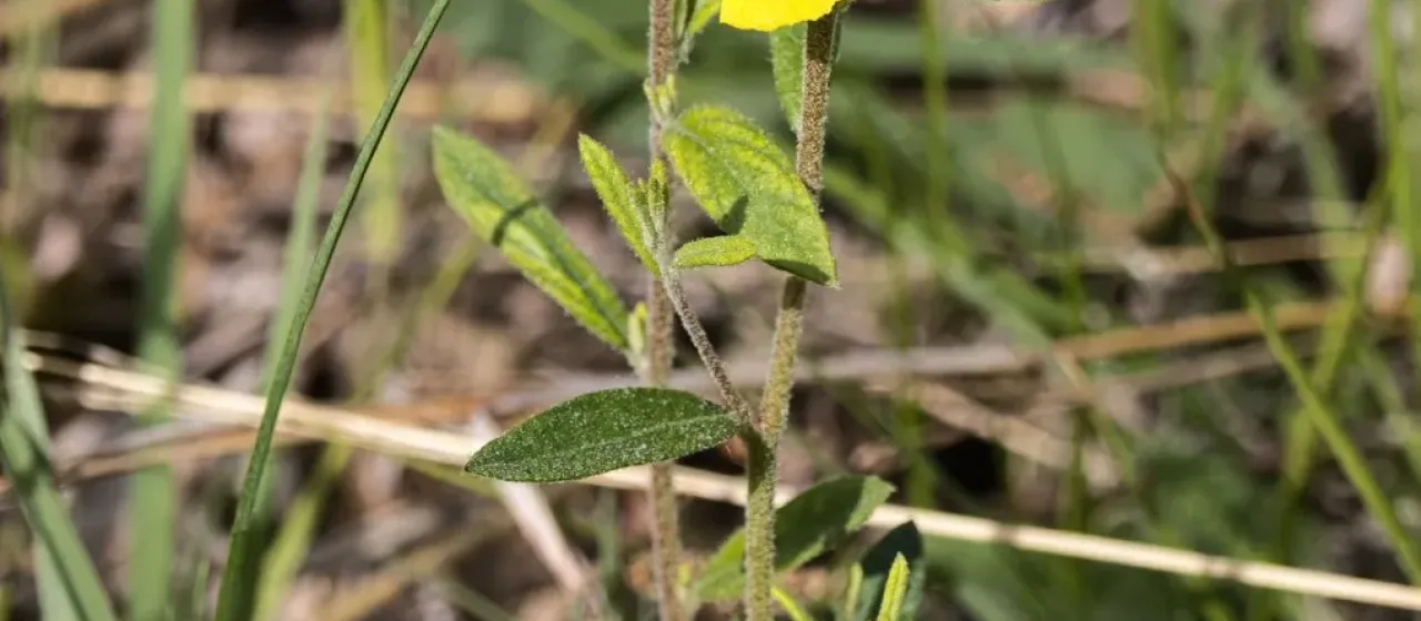 Canada frostweed