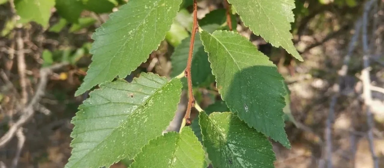 Grey elm