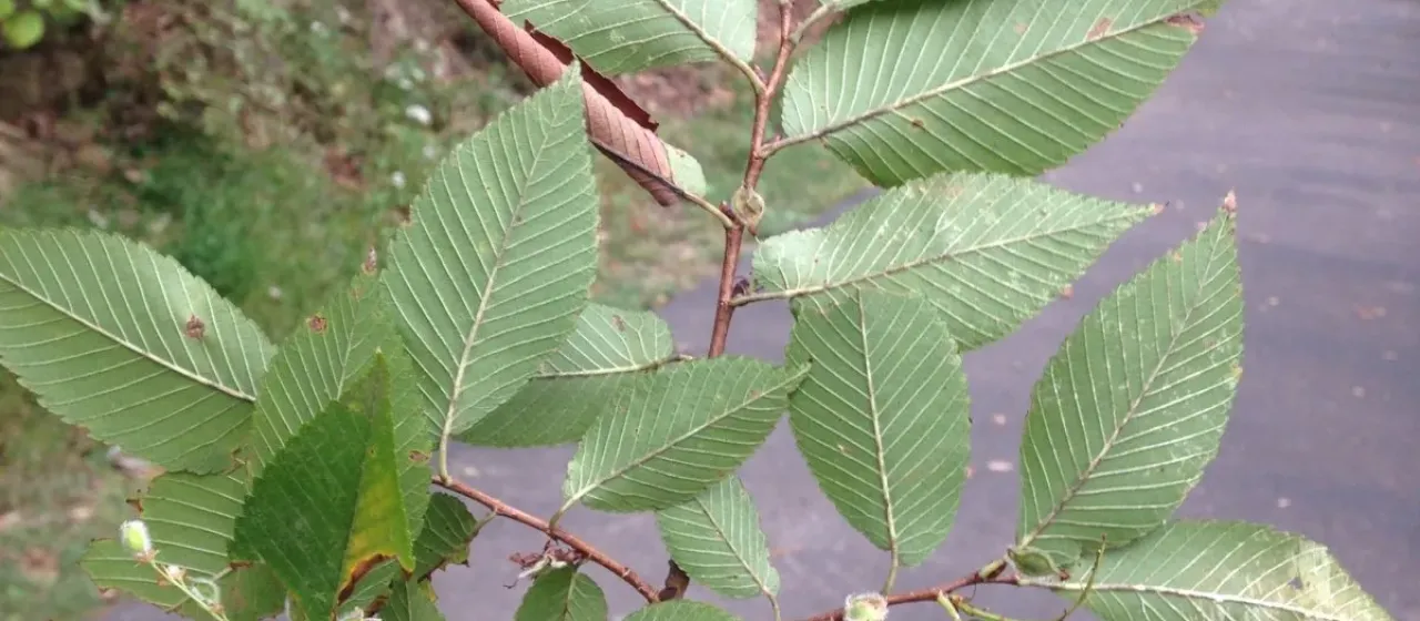 September elm