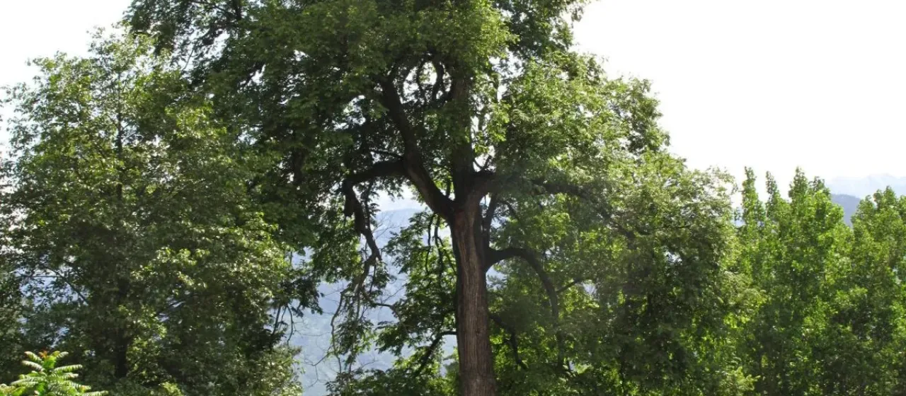 Wallich elm