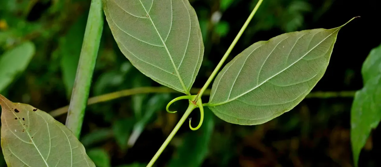 Uncaria rhynchophylla