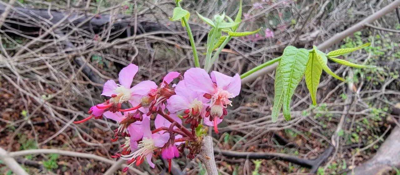 Ungnadia speciosa