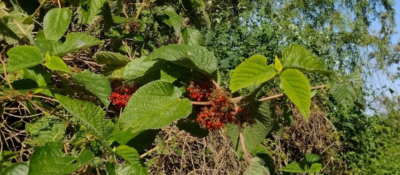 Urera aurantiaca