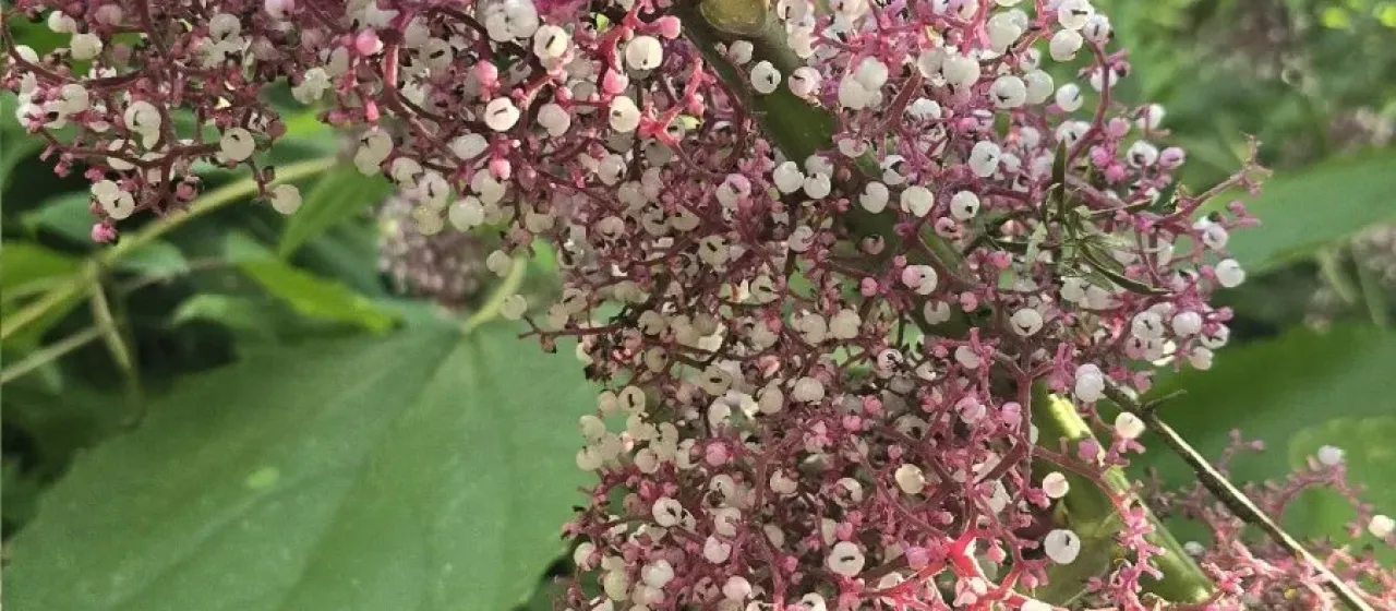 Urera baccifera