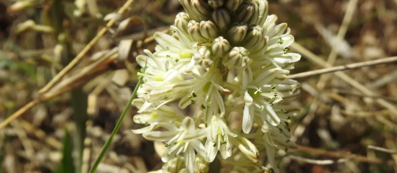 Red-bulb drimia