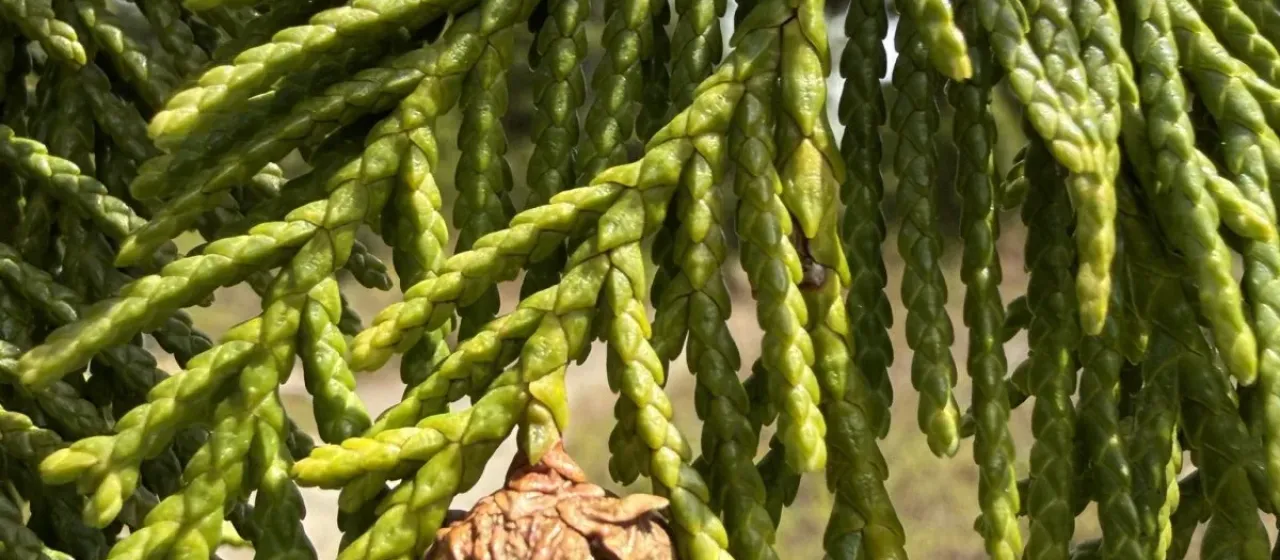 Nootka cypress