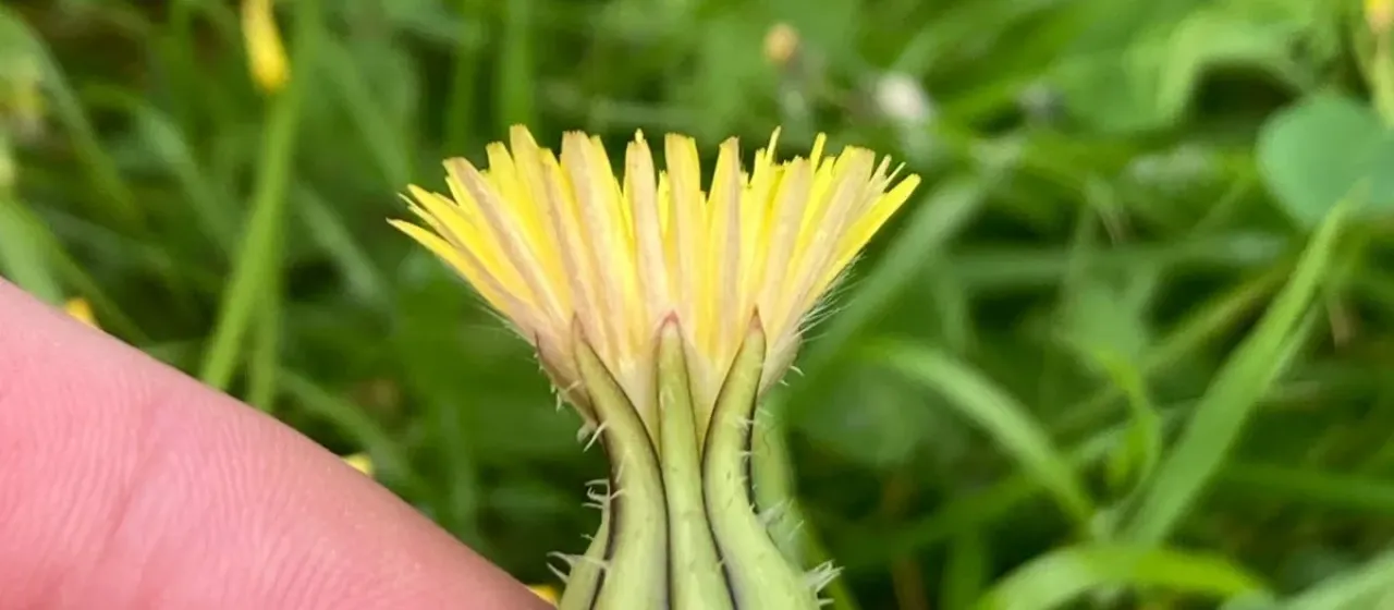 Urospermum
