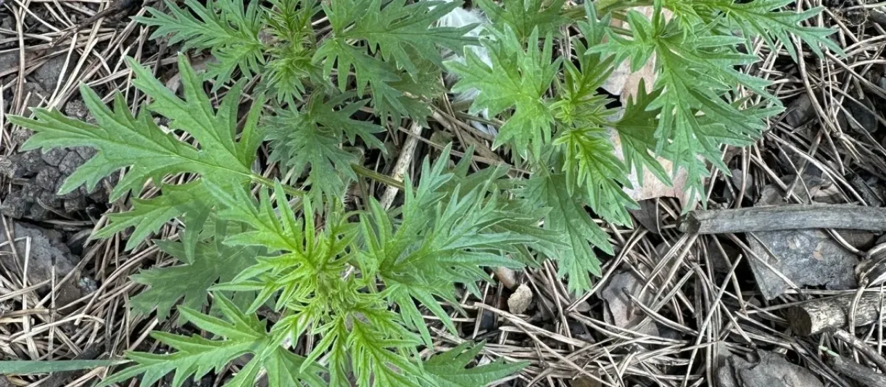 Hemp-leaved nettle