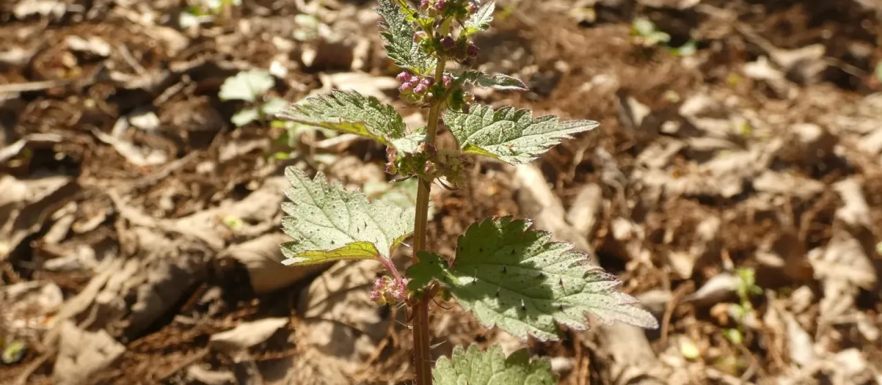 Weaknettle