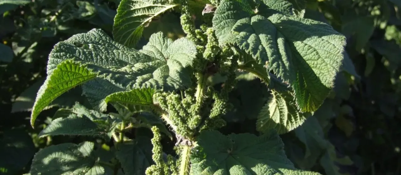 Urtica massaica
