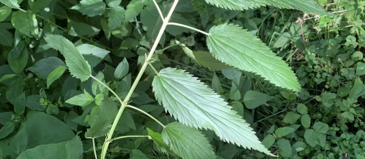 Tall nettle