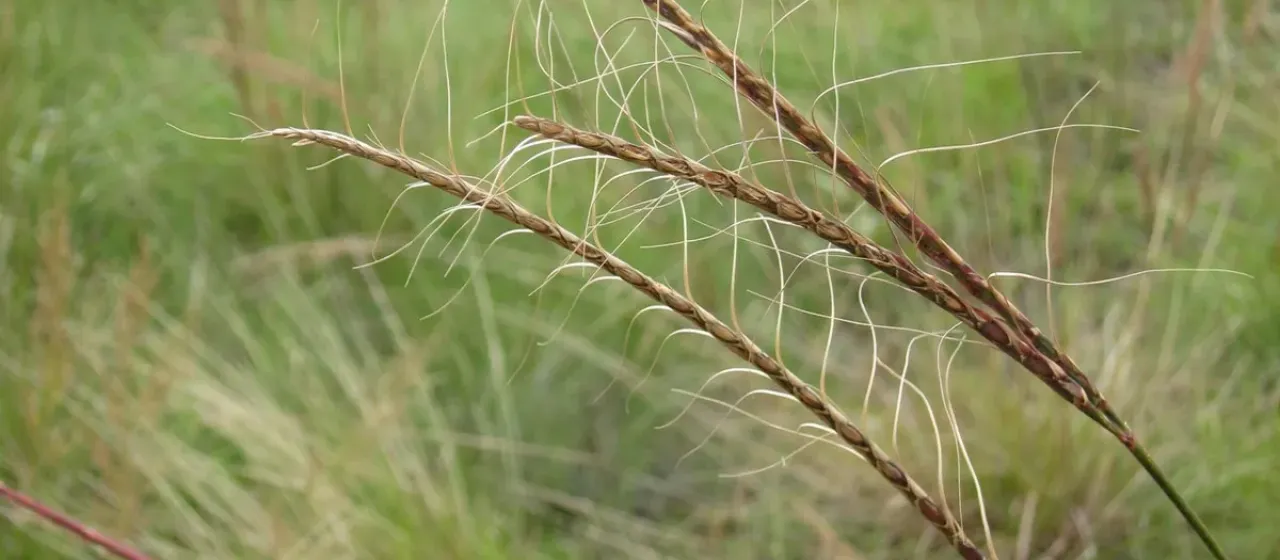 Urelytrum agropyroides