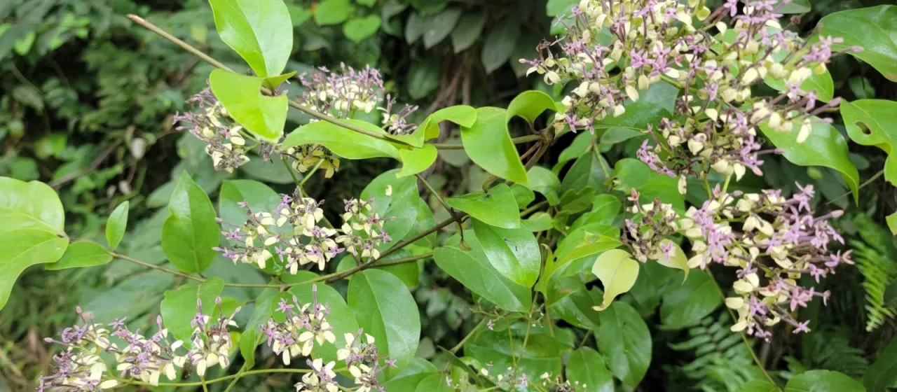 Usteria guineensis