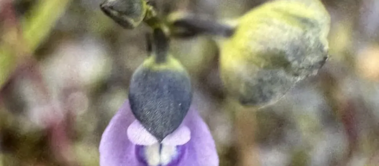 Utricularia affinis