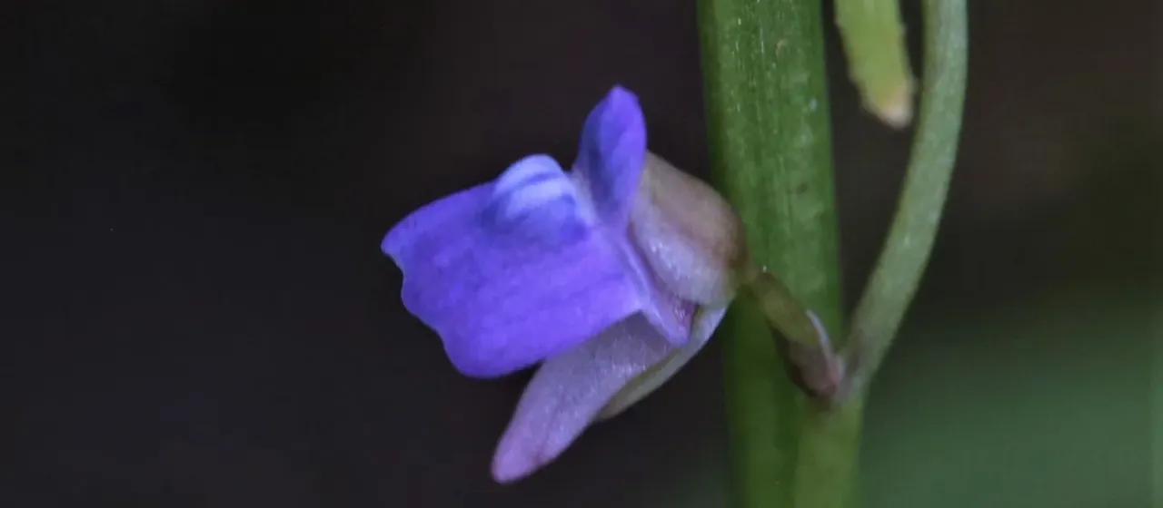 Utricularia baouleensis
