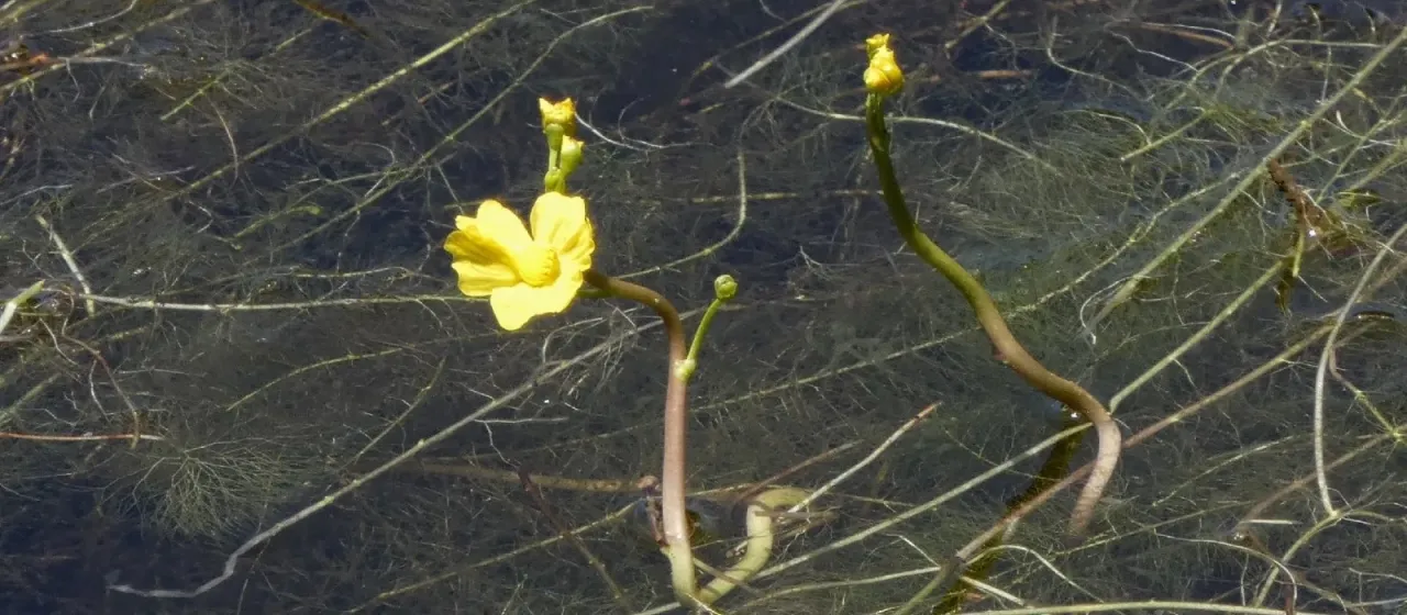 Florida bladderwort