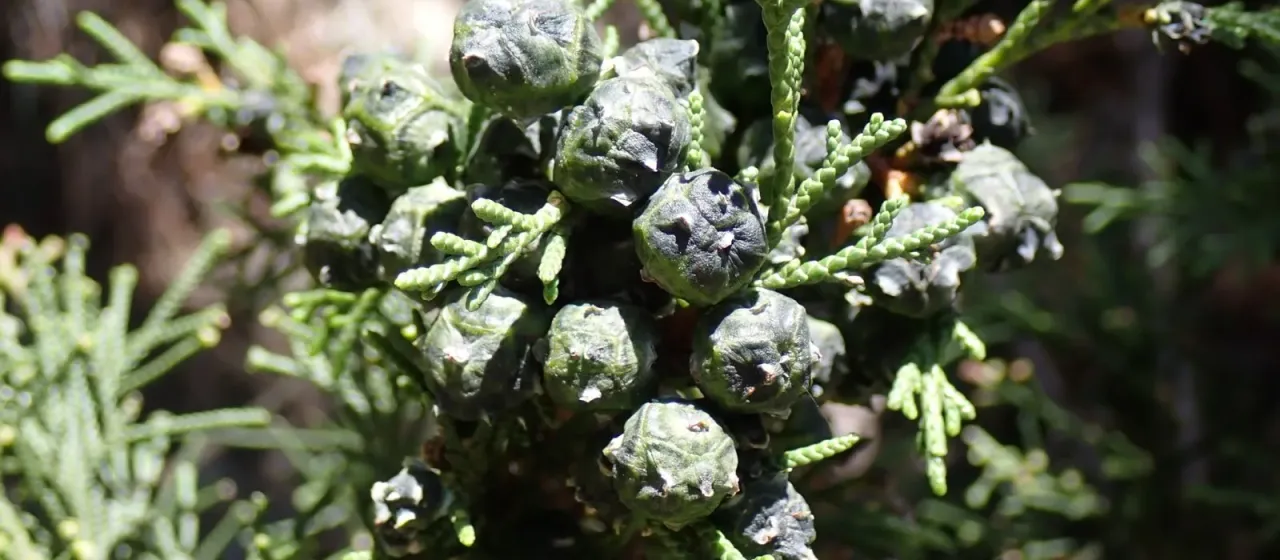 Himalayan cypress