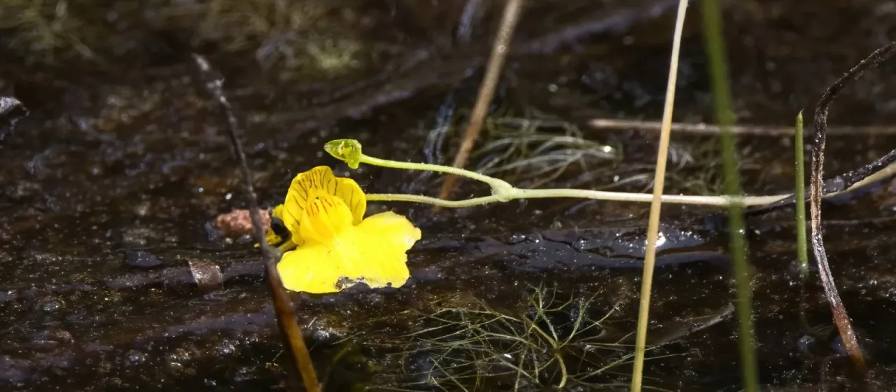 Intermediate bladderwort