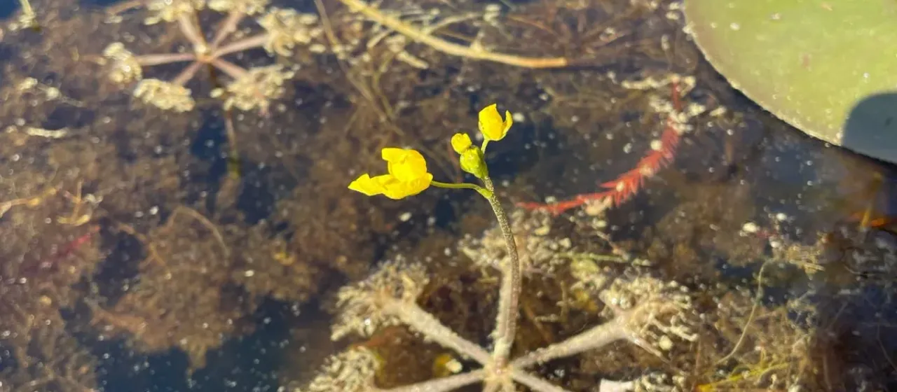 Floating bladderwort