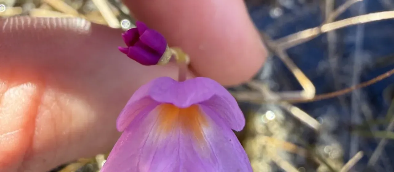 Purple bladderwort