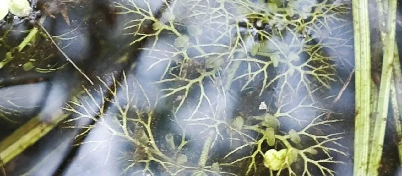 Common bladderwort