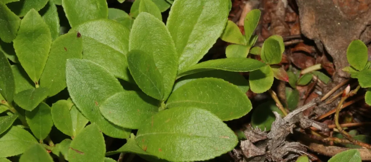 Dwarf bilberry