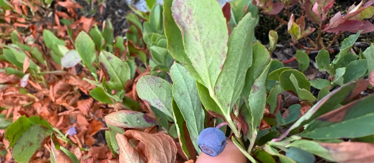 Cascade blueberry