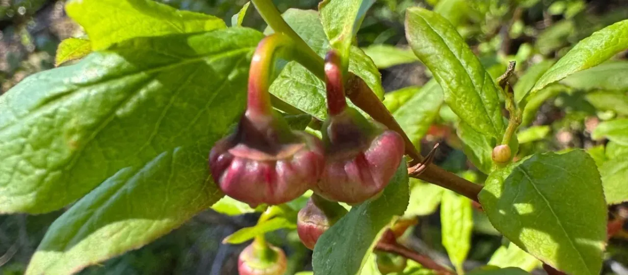 Thinleaf huckleberry