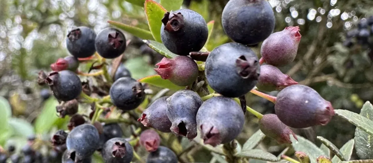 Vaccinium mortinia