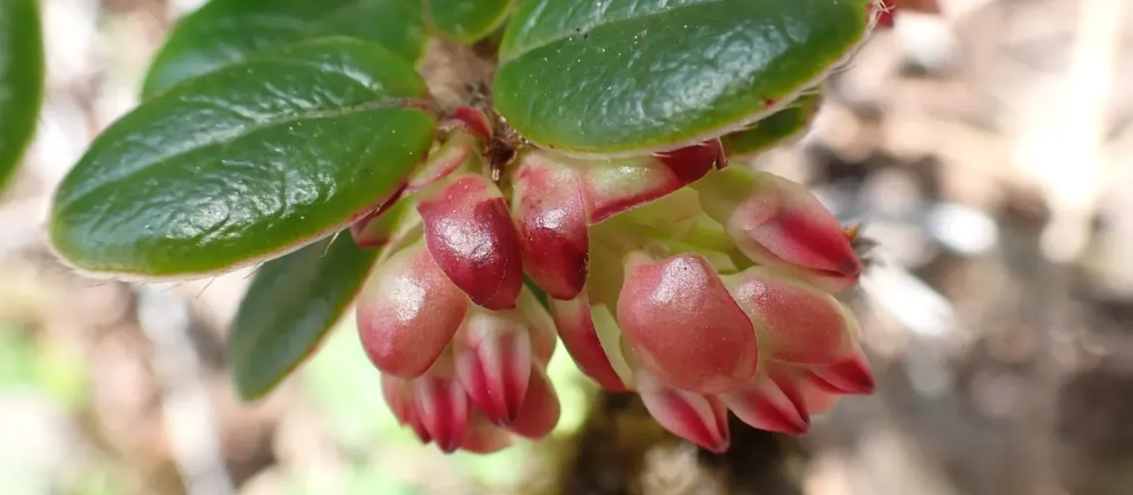 Vaccinium nummularia