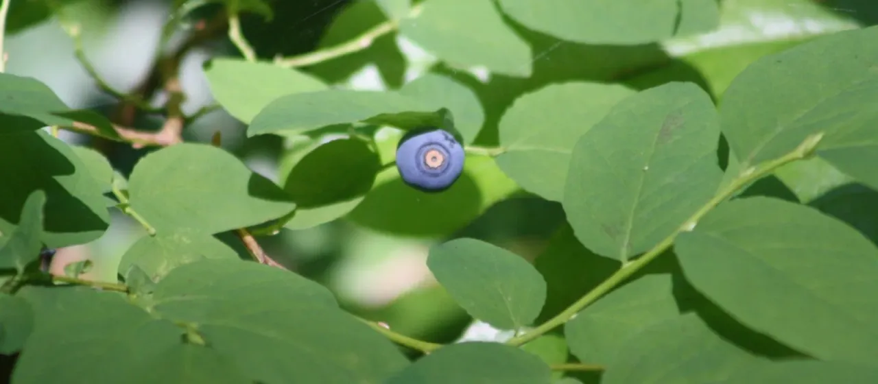Oval-leaf blueberry