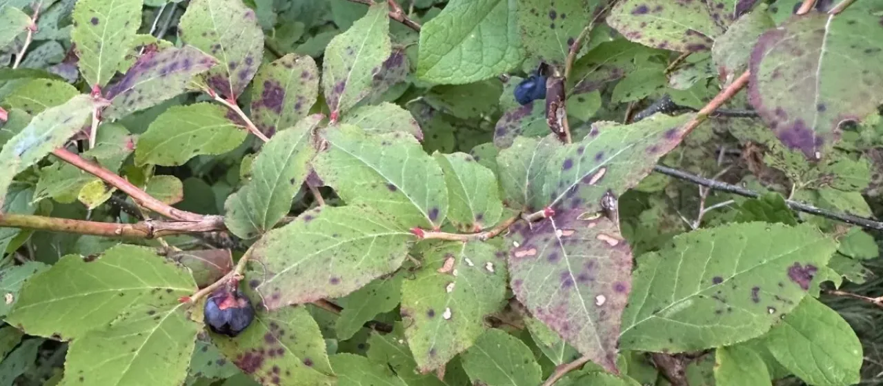 Oldham's blueberry