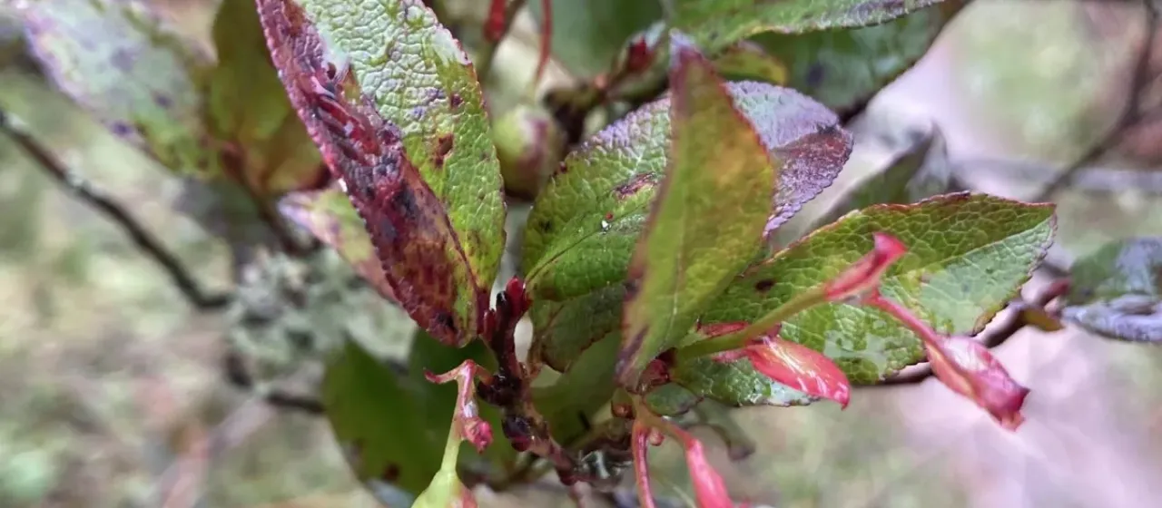 Vaccinium padifolium