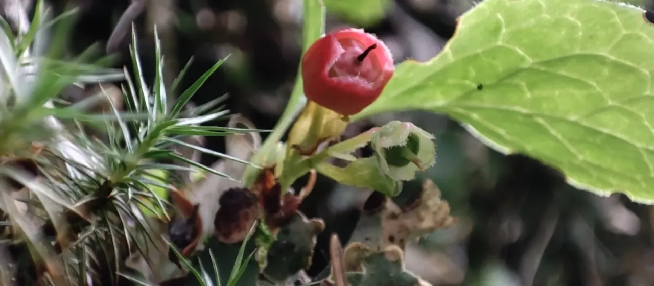 Vaccinium praestans
