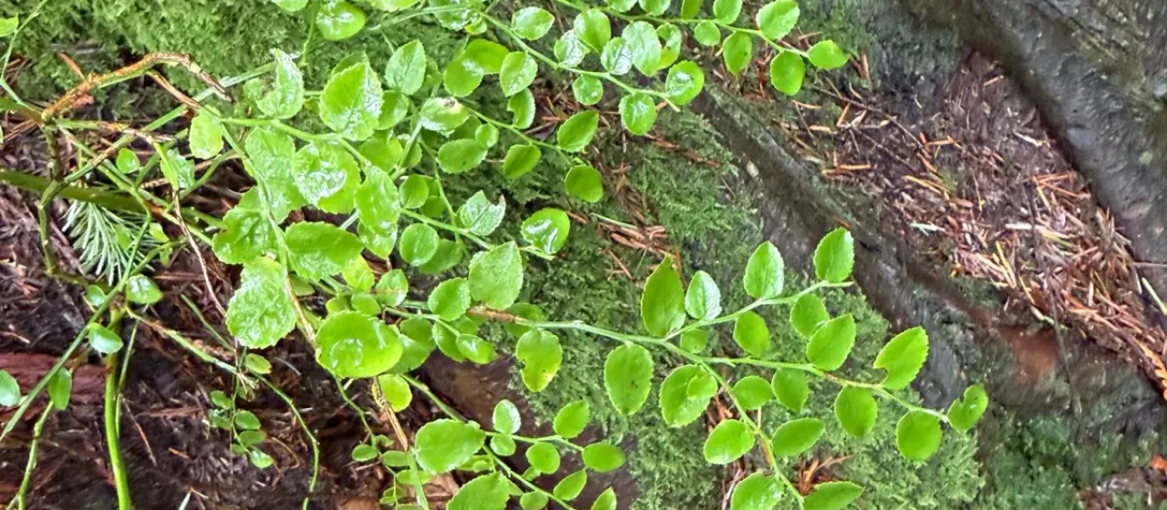 Red huckleberry