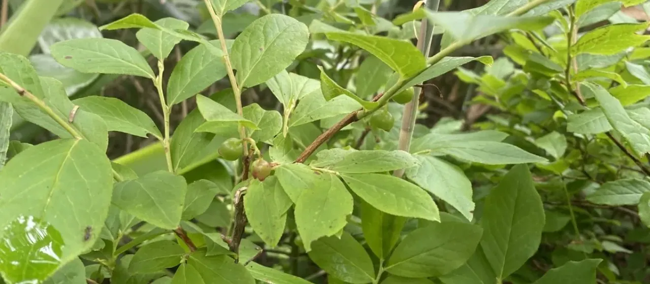 Small's blueberry