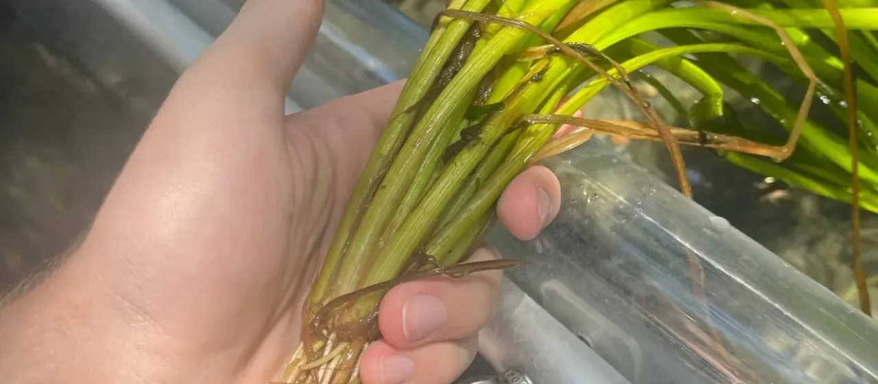 American eelgrass
