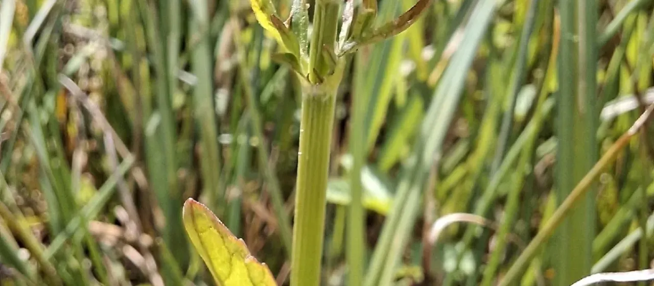 Marsh valerian