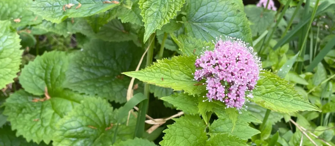 Pyrenean valerian