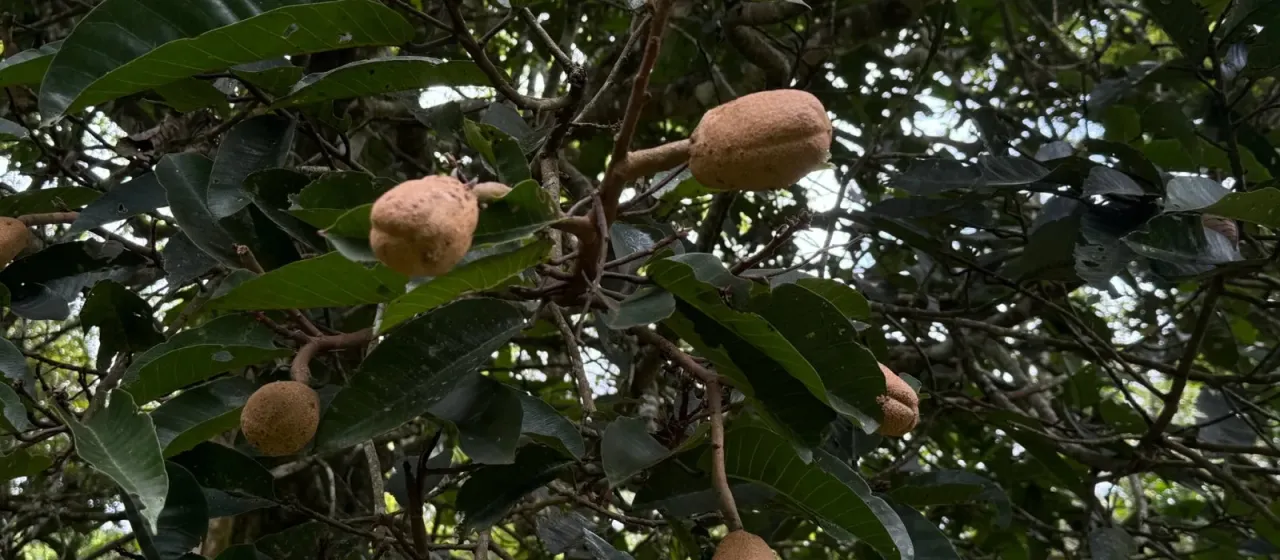 Vateria indica