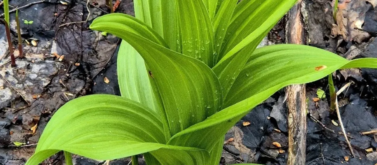 Veratrum lobelianum