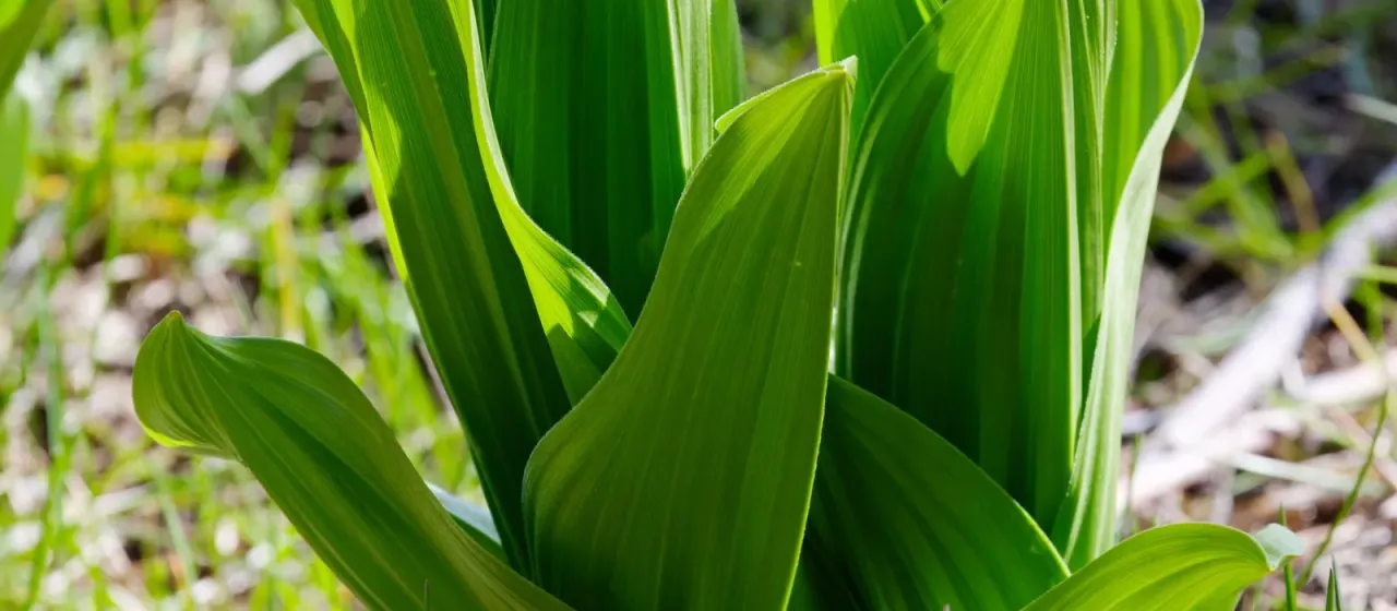 California false hellebore