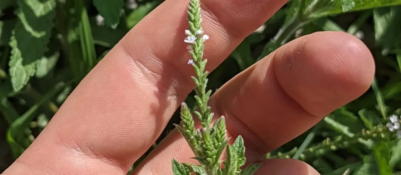 Carolina vervain