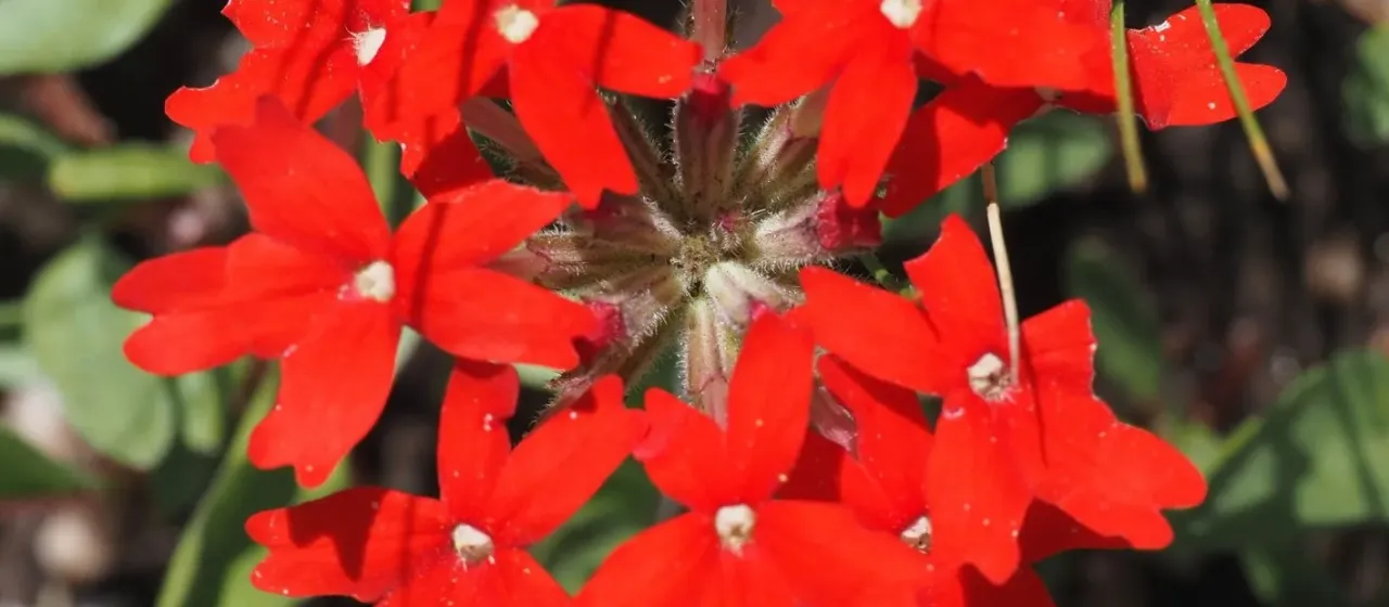 Peruvian verbena