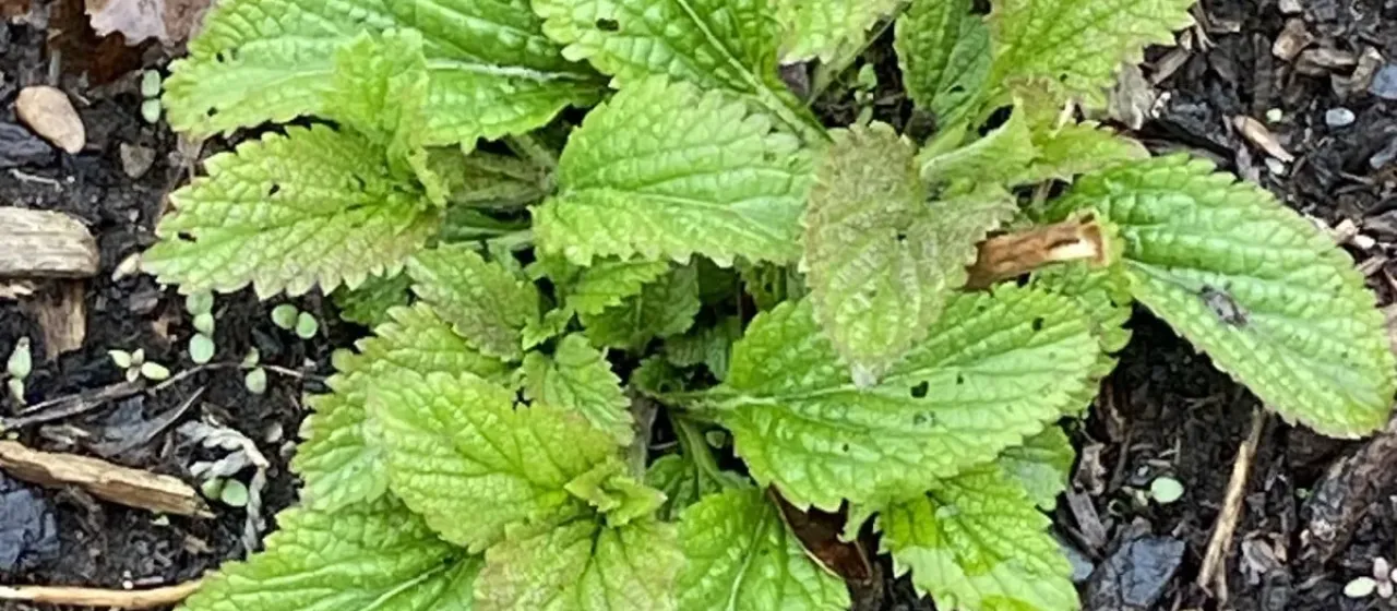 White vervain