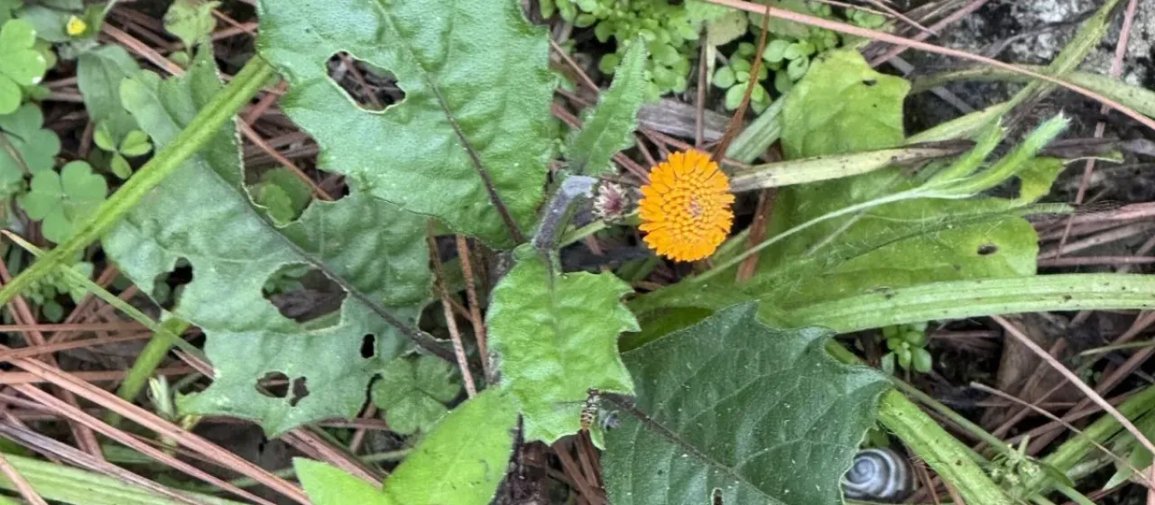 Wingstem